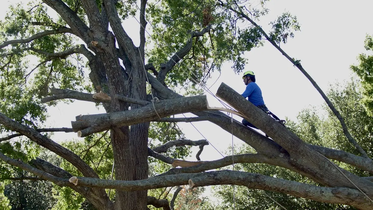Professional Crown Thinning performed by certified arborists in Stout